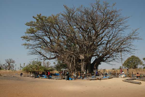 Grootste Baobab in Senegal