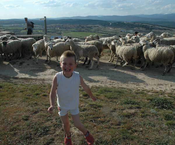 Hugo heeft het reuze naar zijn zin bij de schapen